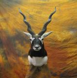 images/africa_game/taxidermy_02.jpg