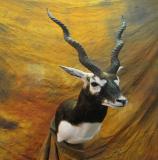 images/africa_game/taxidermy_03.jpg