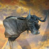 images/africa_game/taxidermy_04.jpg