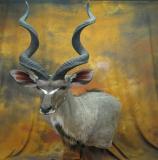 images/africa_game/taxidermy_11.jpg