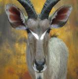 images/africa_game/taxidermy_12.jpg