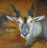 images/africa_game/taxidermy_14.jpg