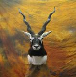 images/exotics/taxidermy_03.jpg