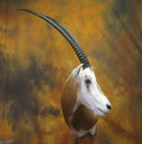 images/exotics/taxidermy_09.jpg