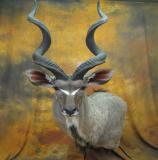 images/exotics/taxidermy_13.jpg