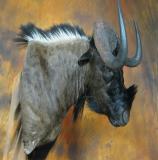 images/exotics/taxidermy_16.jpg