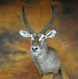 images/exotics/taxidermy_17.jpg