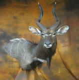 images/exotics/taxidermy_20.jpg