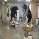 images/north_american_big_game/17taxidermy_01.jpg