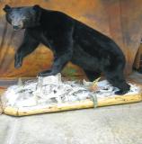 images/north_american_big_game/17taxidermy_02.jpg