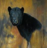 images/north_american_big_game/17taxidermy_04.jpg