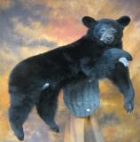 images/north_american_big_game/17taxidermy_06.jpg