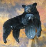 images/north_american_big_game/17taxidermy_07.jpg