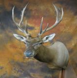 images/north_american_big_game/17taxidermy_11.jpg