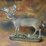 images/north_american_big_game/17taxidermy_12.jpg