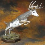 images/north_american_big_game/17taxidermy_13.jpg