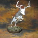 images/north_american_big_game/17taxidermy_14.jpg