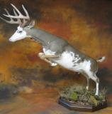 images/north_american_big_game/17taxidermy_15.jpg