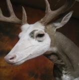 images/north_american_big_game/17taxidermy_17.jpg