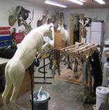 images/north_american_big_game/17taxidermy_22.jpg