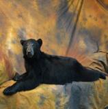 images/north_american_big_game/taxidermy_01.jpg