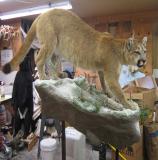 images/north_american_big_game/taxidermy_08.jpg