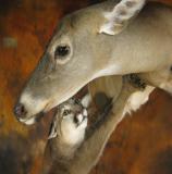 images/north_american_big_game/taxidermy_14.jpg