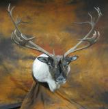 images/north_american_big_game/taxidermy_15.jpg