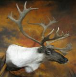 images/north_american_big_game/taxidermy_16.jpg