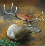 images/north_american_big_game/taxidermy_17.jpg