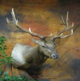 images/north_american_big_game/taxidermy_18.jpg