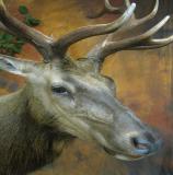 images/north_american_big_game/taxidermy_19.jpg