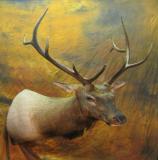 images/north_american_big_game/taxidermy_20.jpg