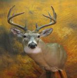 images/north_american_big_game/taxidermy_21.jpg