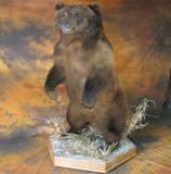 images/north_american_big_game/taxidermy_23.jpg