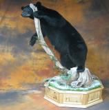 images/north_american_big_game/taxidermy_34.jpg