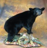 images/north_american_big_game/taxidermy_43.jpg