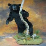 images/north_american_big_game/taxidermy_45.jpg