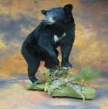 images/north_american_big_game/taxidermy_46.jpg