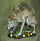 images/predators/taxidermy_01.jpg