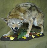 images/predators/taxidermy_02.jpg