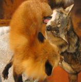 images/predators/taxidermy_05.jpg