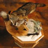 images/predators/taxidermy_06.jpg