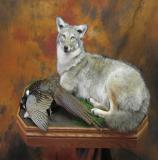 images/predators/taxidermy_07.jpg