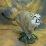 images/predators/taxidermy_13.jpg