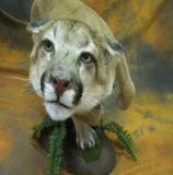 images/predators/taxidermy_14.jpg