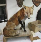 images/predators/taxidermy_19.jpg