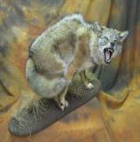 images/predators/taxidermy_20.jpg