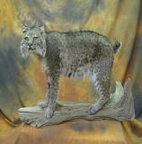 images/predators/taxidermy_22.jpg