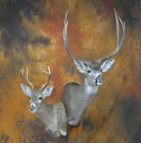 images/shoulder_mounts/17taxidermy_00.jpg